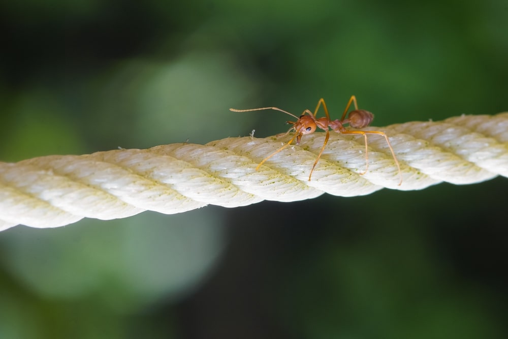ant on rubber rope